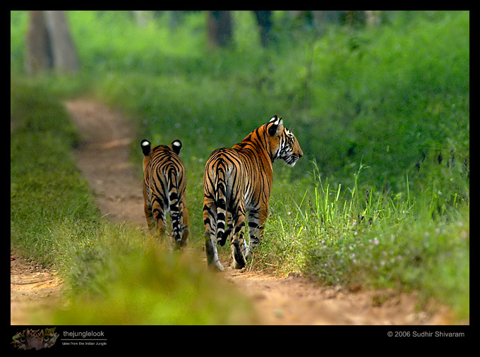 :trip-reports:lakkavalli-tiger-25oct06:mg_5964-Tiger.jpg :trip-reports:lakkavalli-tiger-25oct06:mg_5964-Tiger.jpg