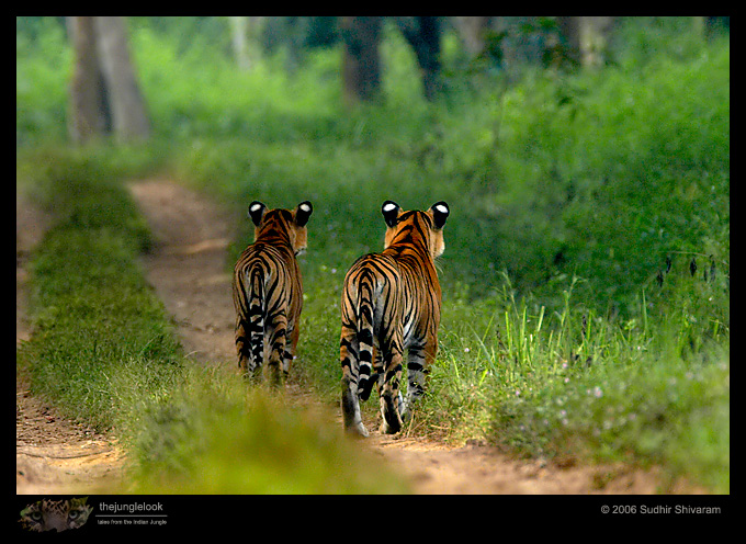 :trip-reports:lakkavalli-tiger-25oct06:mg_5965-Tiger.jpg :trip-reports:lakkavalli-tiger-25oct06:mg_5965-Tiger.jpg