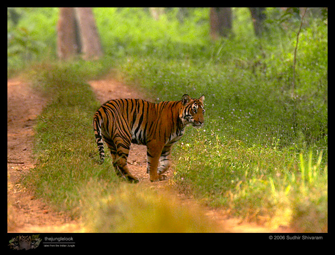 :trip-reports:lakkavalli-tiger-25oct06:mg_5970-Tiger.jpg :trip-reports:lakkavalli-tiger-25oct06:mg_5970-Tiger.jpg
