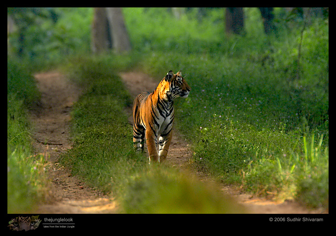 :trip-reports:lakkavalli-tiger-25oct06:mg_5976-Tiger.jpg :trip-reports:lakkavalli-tiger-25oct06:mg_5976-Tiger.jpg