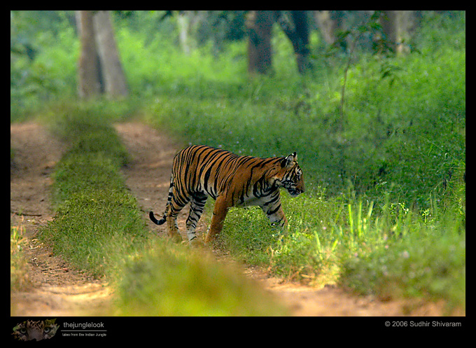 :trip-reports:lakkavalli-tiger-25oct06:mg_5979-Tiger.jpg :trip-reports:lakkavalli-tiger-25oct06:mg_5979-Tiger.jpg