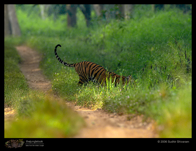 :trip-reports:lakkavalli-tiger-25oct06:mg_5980-Tiger.jpg :trip-reports:lakkavalli-tiger-25oct06:mg_5980-Tiger.jpg