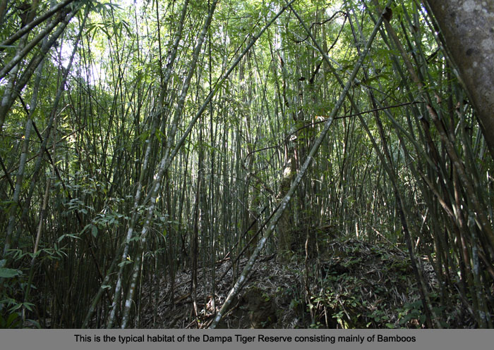 :trip-reports:mizoram-dec06:mg_7153-dampa-bamboo-forest.jpg