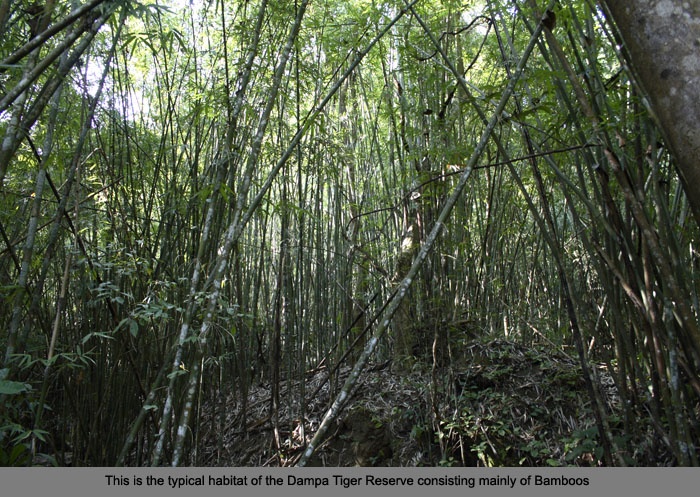 :trip-reports:mizoram-dec06:mg_7153-dampa-bamboo-forest.jpg :trip-reports:mizoram-dec06:mg_7153-dampa-bamboo-forest.jpg