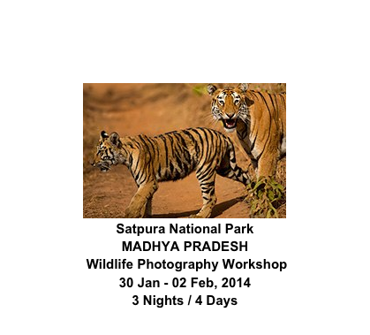 ￼
Satpura National Park
MADHYA PRADESH
 Wildlife Photography Workshop
30 Jan - 02 Feb, 2014
3 Nights / 4 Days
