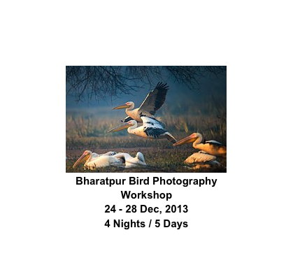 ￼
Bharatpur Bird Photography Workshop
24 - 28 Dec, 2013
4 Nights / 5 Days

