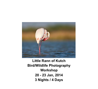 ￼
Little Rann of Kutch
Bird/Wildlife Photography Workshop
20 - 23 Jan, 2014
3 Nights / 4 Days
