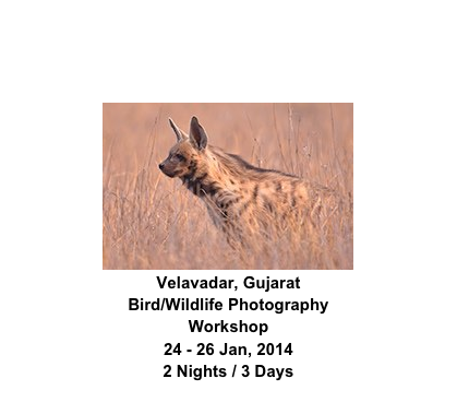￼
Velavadar, Gujarat
Bird/Wildlife Photography Workshop
24 - 26 Jan, 2014
2 Nights / 3 Days
