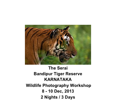￼
The Serai
Bandipur Tiger Reserve
KARNATAKA
 Wildlife Photography Workshop
8 - 10 Dec, 2013
2 Nights / 3 Days
